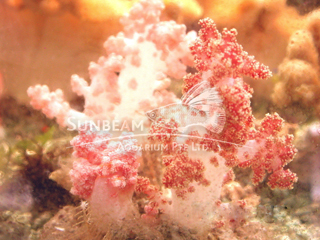 Pink Sea Cauliflower