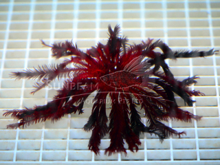 FEATHER STAR