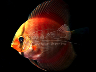 RED COVER DISCUS