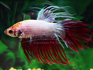 male 2 color crown tail