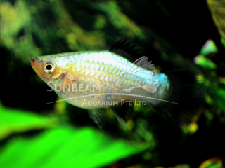 blue wagtail platy