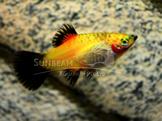 golden wagtail platy
