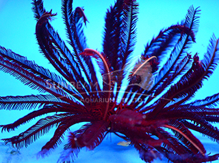 red feather star