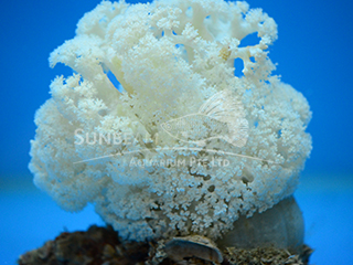 Sea Cauliflower