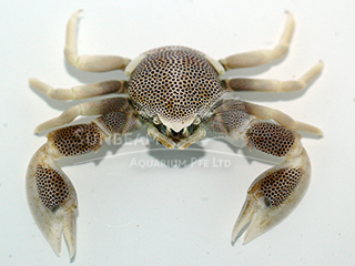 anemone crab