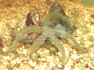 green brittle star