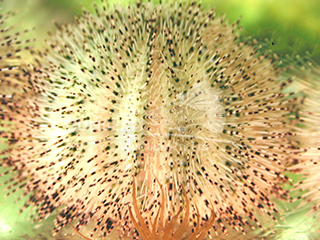 white sea urchin