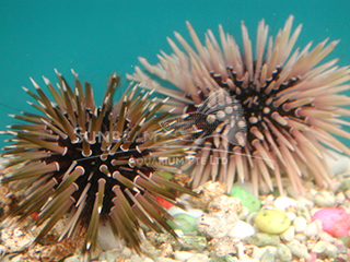 white-tipped brown sea urchin