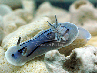 Blue Velvet Sea Slug