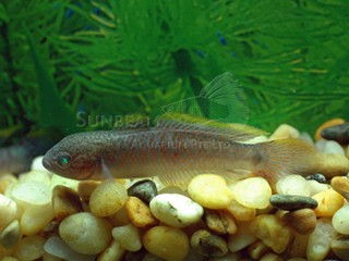 Peacock Gudgeon Goby