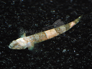 Blue Pearl Goby