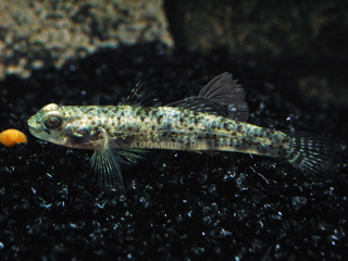 Golden Marble Goby
