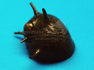 Porcupine Snail