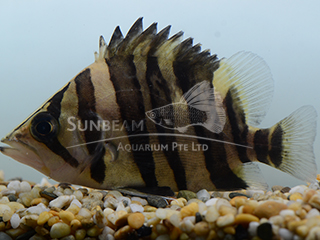 Siamese Tiger Fish 