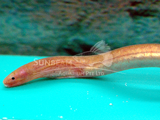 Pink Paddletail Eel