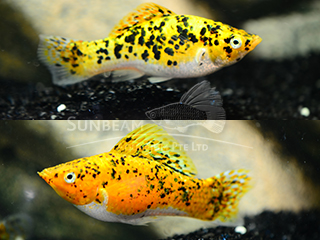 marble saffron molly (pairS)