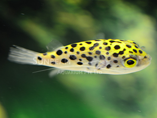 Spotted Puffer