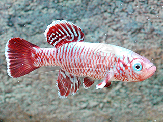 Blue Red Ruhoi Notho Killiefish (Male) 