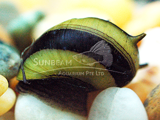 Porcupine Bicolor Snail
