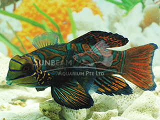 Mandarin Fish 
