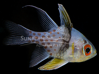 Polka-dot Cardinalfish