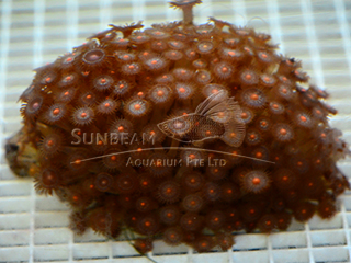 Red Tips Soft Polyp