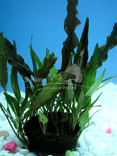 assorted cryptocoryne plants - submerse
