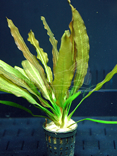 Echinodorus 'Red Rubin'-submerse 