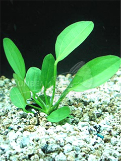 Echinodorus barthii-submerse