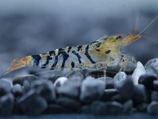 Galaxy Yellow Tail shrimp