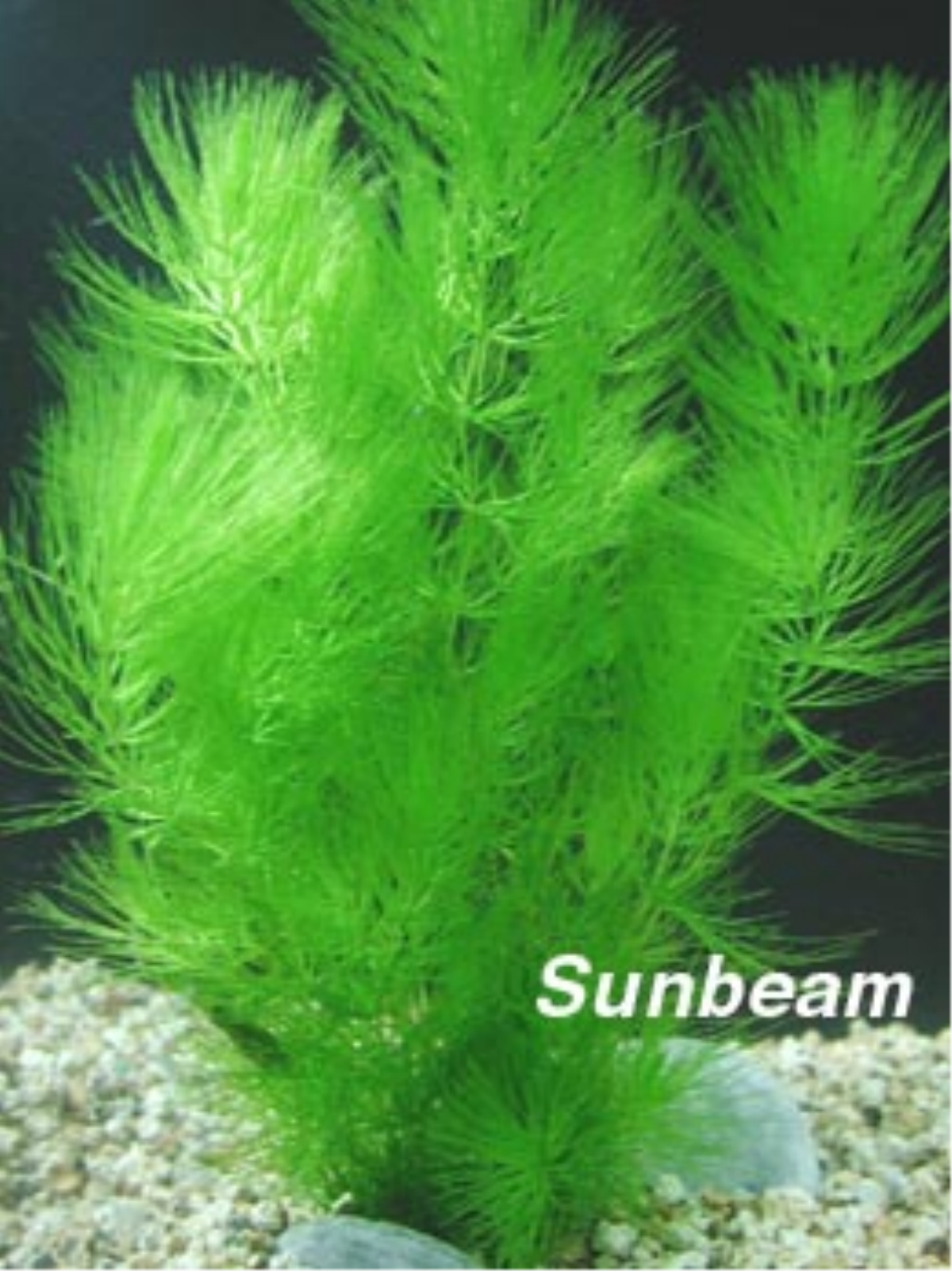 Ceratophyllum demersum-submerse