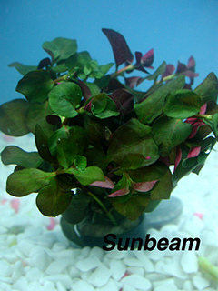 Ludwigia palustris 'Green'-submerse 