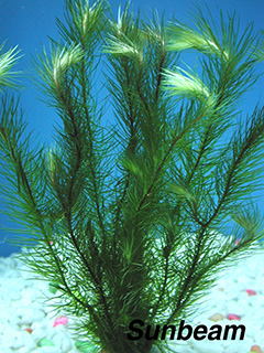 Mayaca sellowiniana-submerse