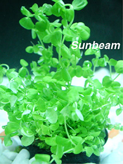 Micranthemum umbrosum-emerge