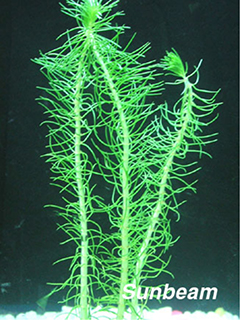 Myriophyllum propinum-emerge
