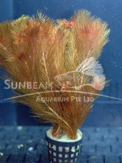Myriophyllum tuberculatum-submerse   
