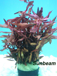 Nesaea species-submerse