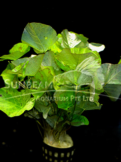 Nymphaea lotus 'Green'-submerse