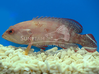 Banded-tail Grouper 
