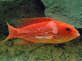 Red Coral Grouper