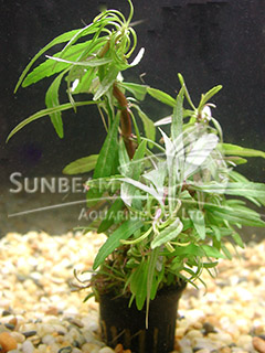 Pogostemon stellatus 'Narrow Leaf'-emerge
