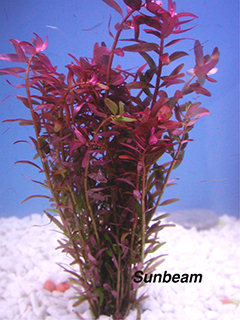 Rotala indica-submerse
