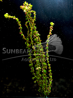 Rotala sp. 'Pearl'-submerse 