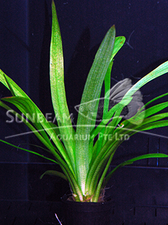 Sagittaria platyphylla-submerse
