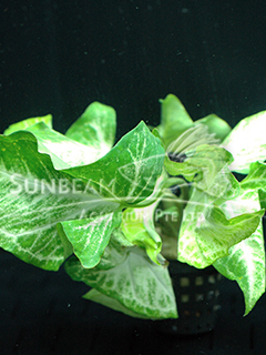 Syngonium sp. 'White Butterfly'-emerge