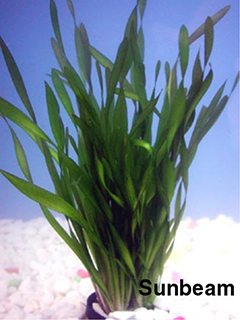 Vallisneria spiralis 'Tortifolia'-submerse  