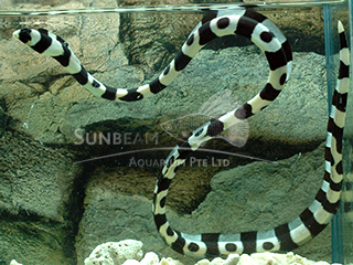 Barred Snake Eel-spotted 